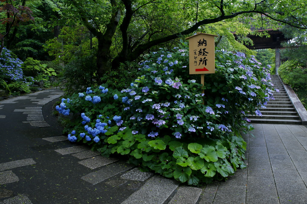 紫陽花参道