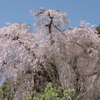 春の息吹