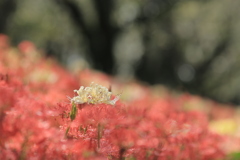 初秋の花園