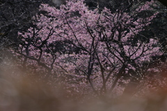 春を先撮りⅡ