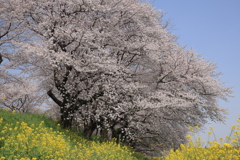 春爛漫Ⅱ