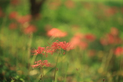 花園Ⅱ