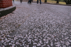 涙雨・・・