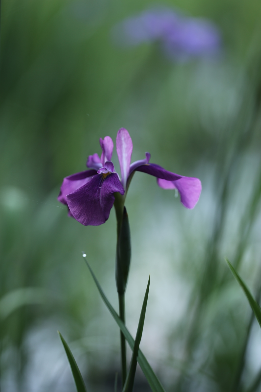 菖蒲