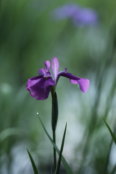 菖蒲
