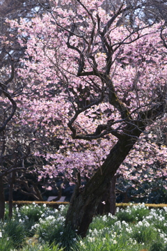 桜咲く