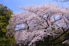 お花見