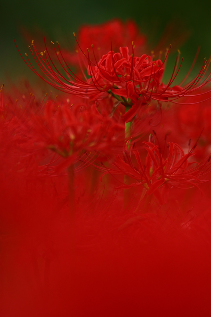 曼珠沙華
