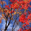 紅葉