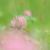 地表の春Ⅴ