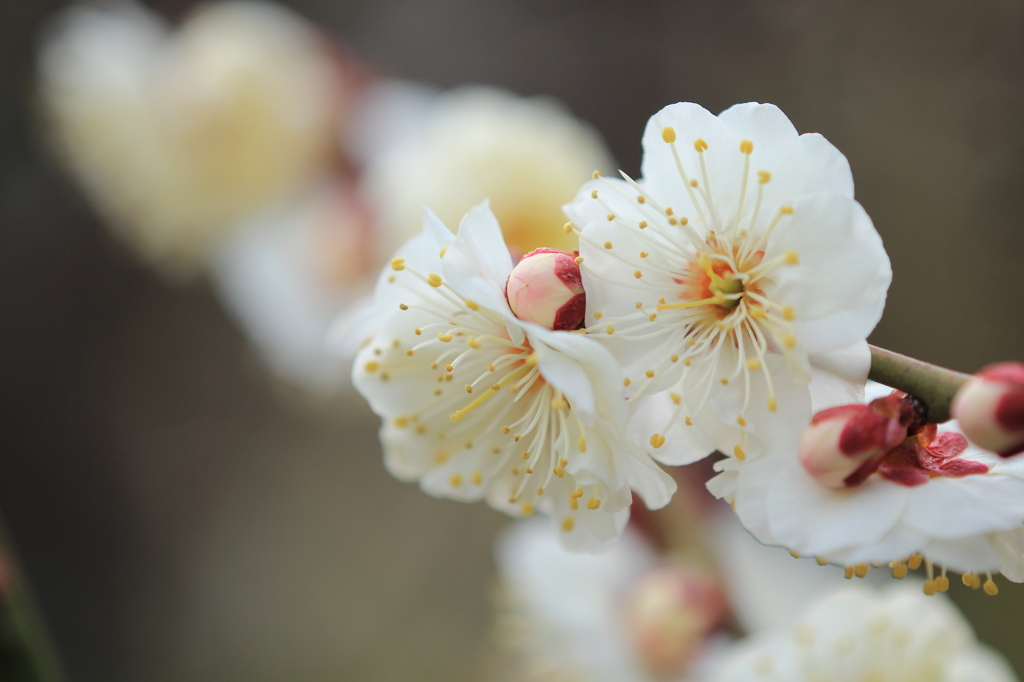 ホワイト・ディ