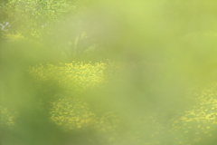 裏窓