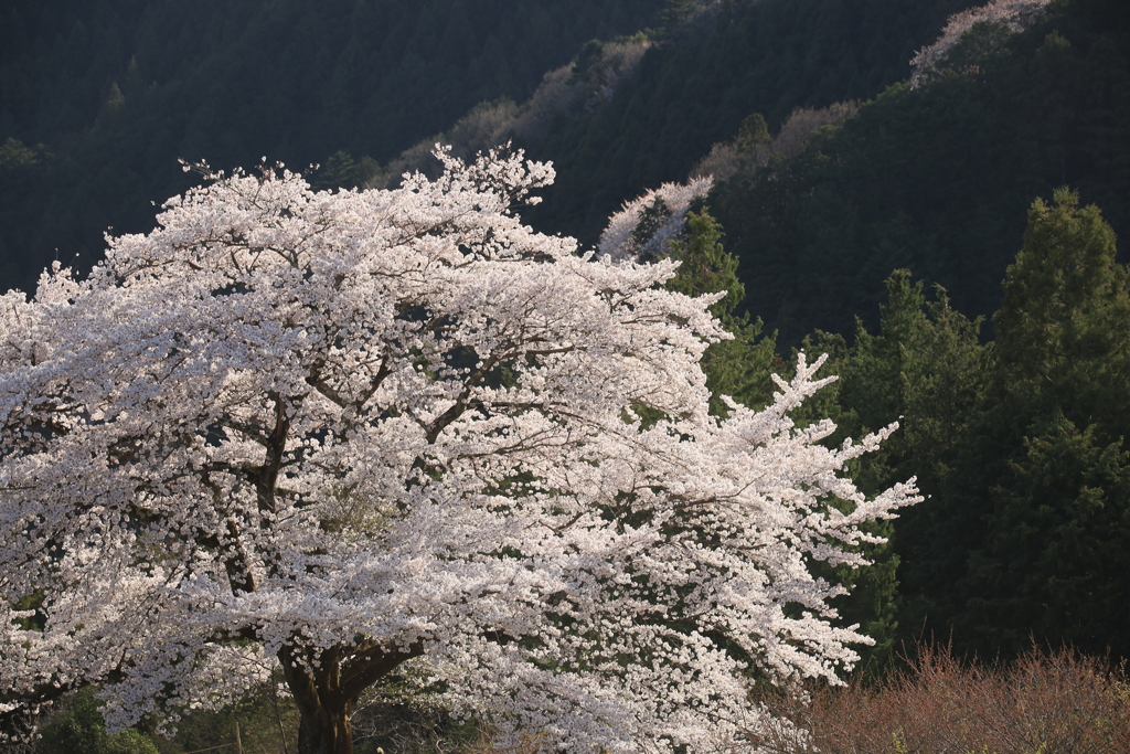 一本桜