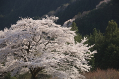 一本桜