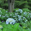 紫陽花の園（ｆ８）