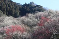 木下沢梅林