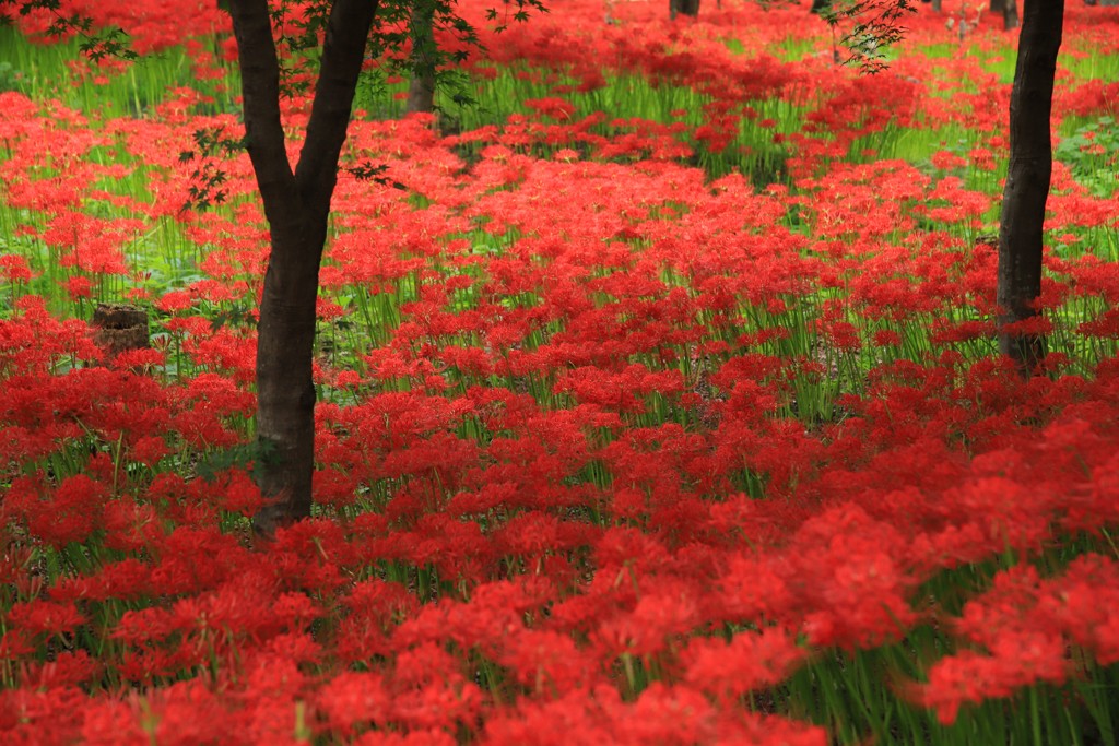 曼殊沙華Ⅵ
