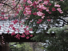 春の香り