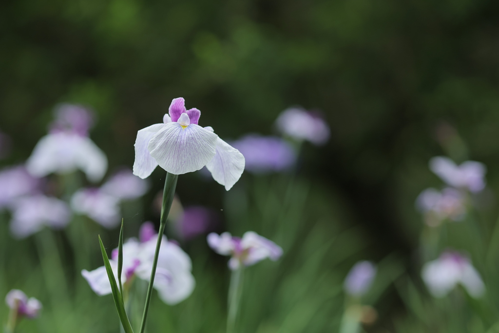 雨の季節Ⅴ