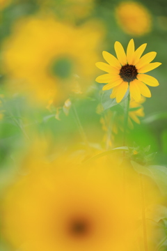 夏の顔Ⅱ