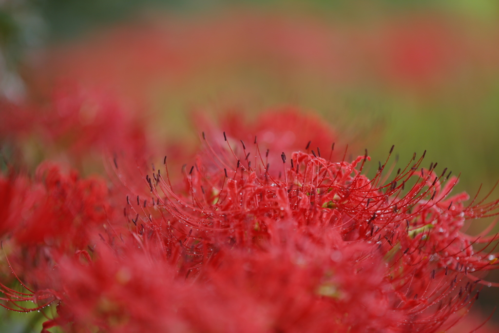 曼殊沙華