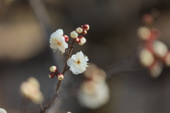 春告げ花Ⅱ