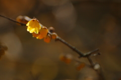 ３００＋テレコンバーター１．４