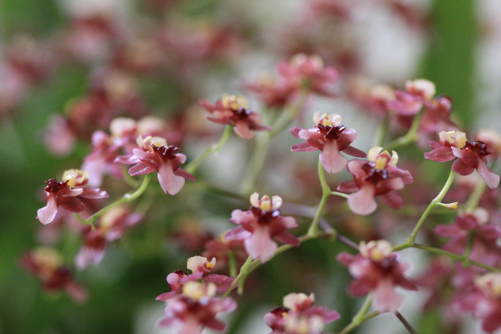 ｵﾚｼﾞｳﾑトウンクルシャンジーデライト