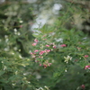 萩
