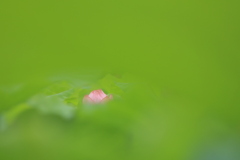 葉隠れ