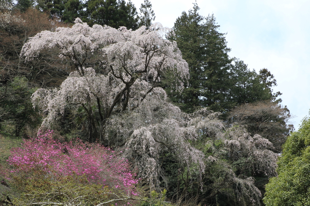 枝垂れ桜