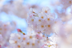 花の園