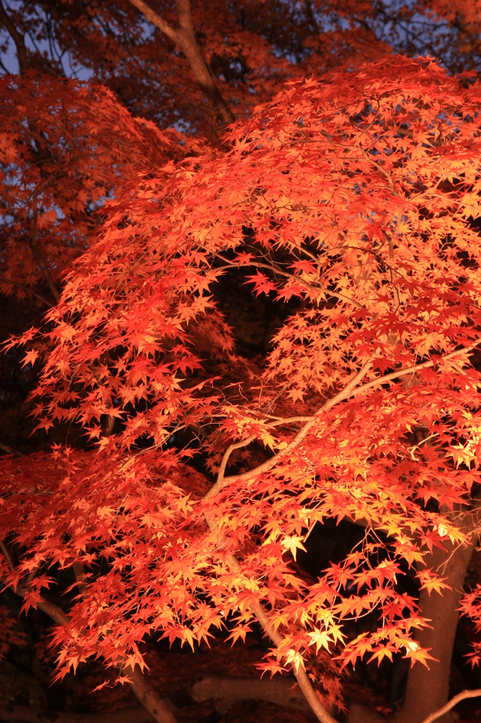 紅葉