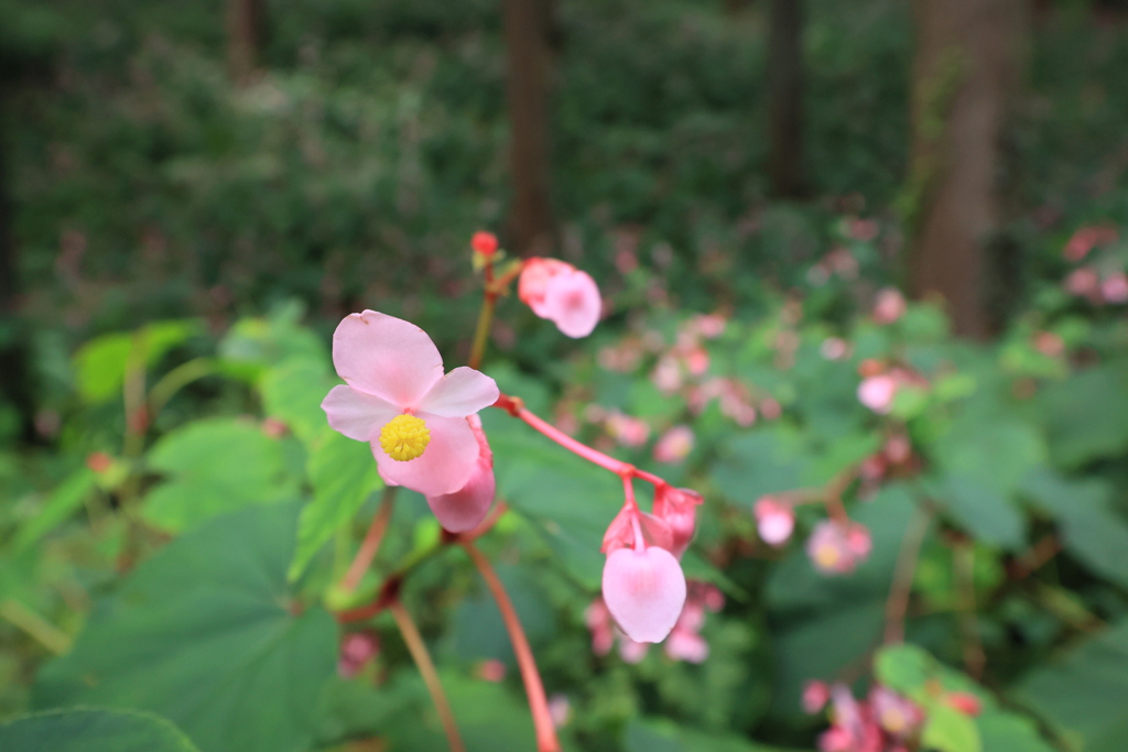 秋への入りⅡ