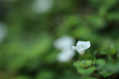 白い小さな花・・・
