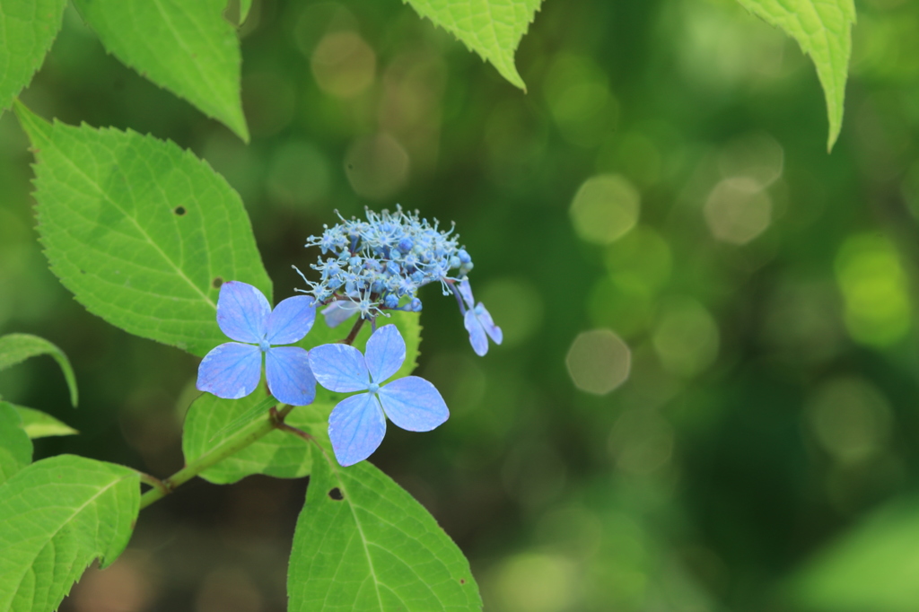 玉（丸）ボケ違い・・・
