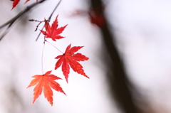 公園紅葉景色