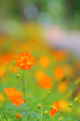 花園