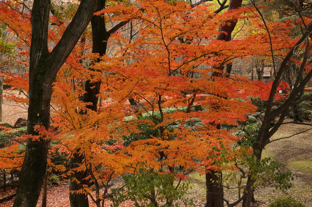 公園紅葉景色