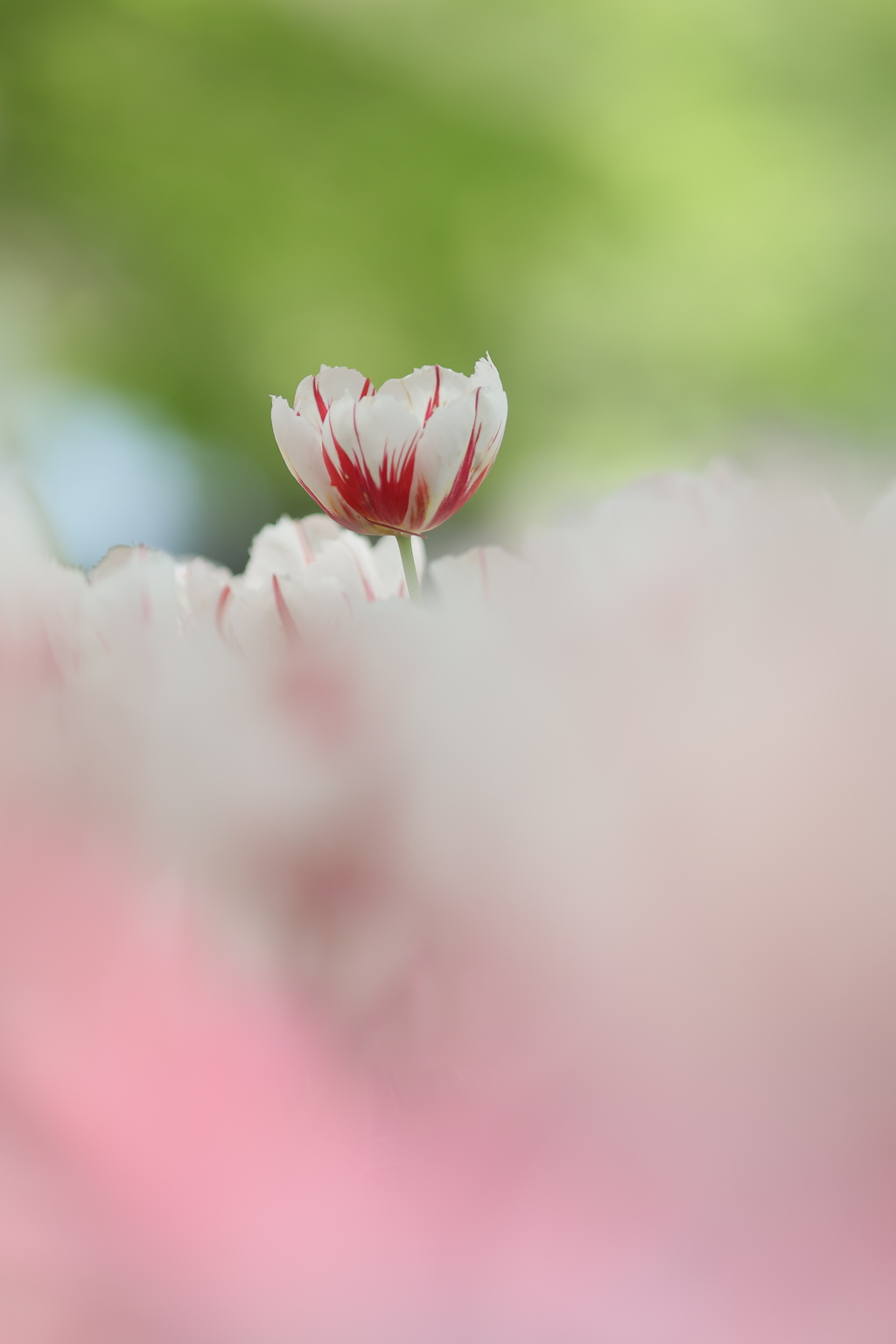 春に舞う
