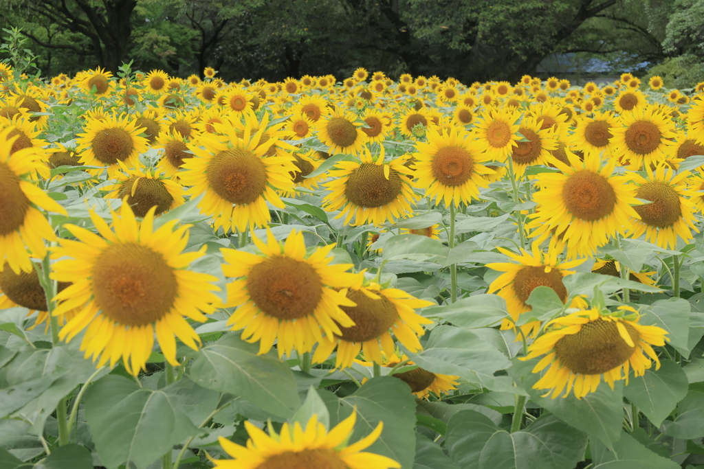 勢揃い夏の顔Ⅱ