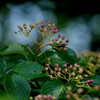 木の実