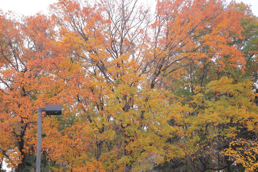 智光山公園の秋