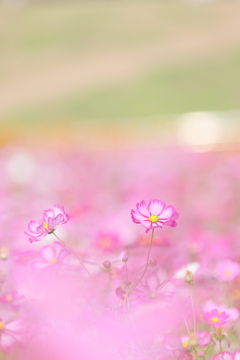 秋の花園Ⅱ