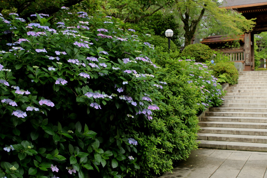 紫陽花参道