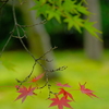 風情