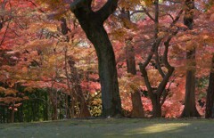 初冬の紅葉