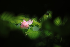 覗き