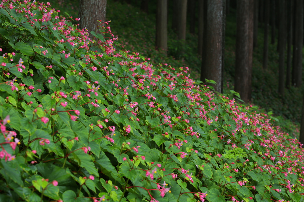 シュウカイドウ群生