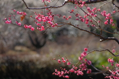 春告げ花